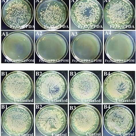 Photographs Of Colonies A E Coli And B S Albus On The Nutrient