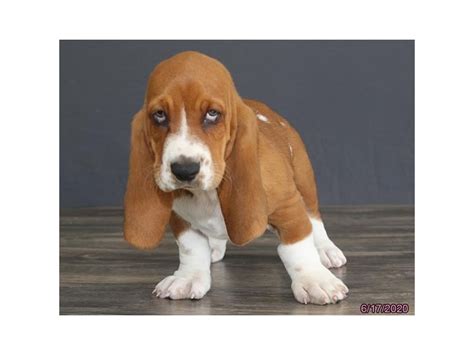 Basset Hound Dog Male Red White 2748897 Petland Carriage Place