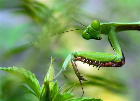 La Mantis Religiosa Animales Salvajes