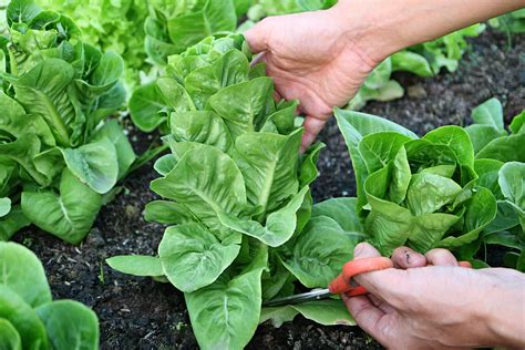 Harvesting Your Lettuce Food Gardening Network