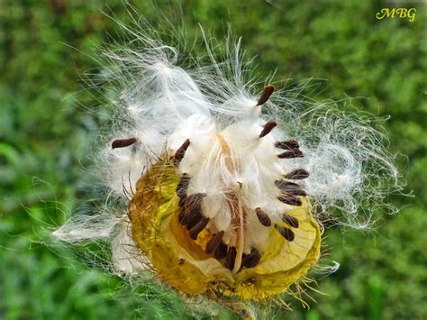 The biggest mistake folks make when sowing milkweed is planting them too deep. Gomphocarpus fruticosus- Swan Milkweed for Monarchs