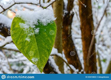 Green Frozen Leaf Of Lilac Plant After A Snowfall Stock Photo Image