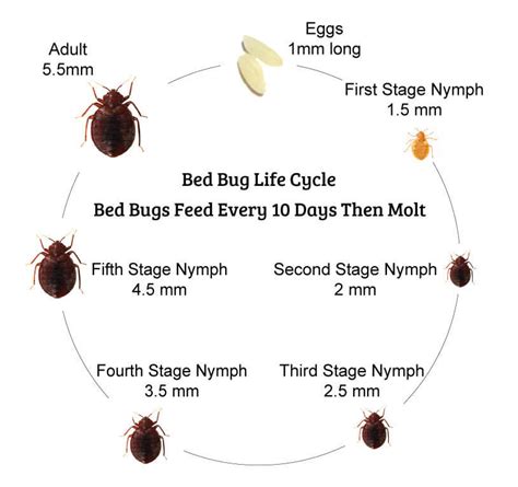 Bed Bug Life Cycle 7 Stages Of A Bed Bugs Life Cycle You Need To Know