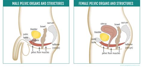 How To Unlock Your Pelvic Floor Muscles And Use Them To Help