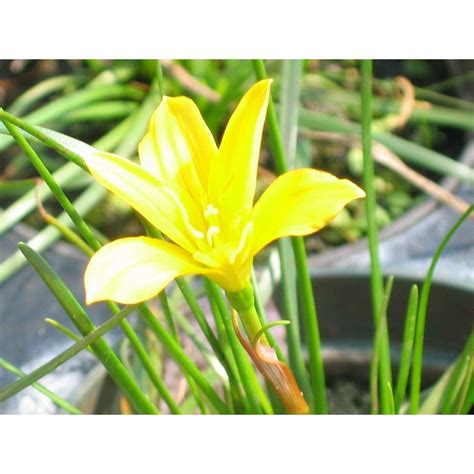 4 In Yellow Rain Lily Potted Bogmarginal Pond Plant Bp Yellow Rain