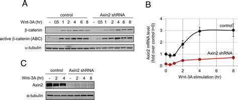The Nonredundant Nature Of The Axin2 Regulatory Network In The Canonical Wnt Signaling Pathway