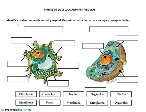 Las Celulas Animal Y Vegetal Solex