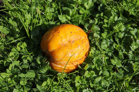 Lemon Cucumber Planting Harvest And Taste Plantura