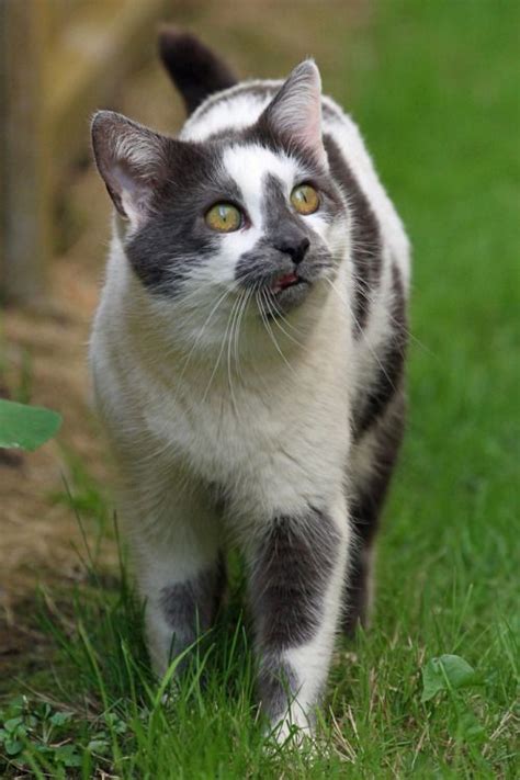 Bicolor Cat Facts With Pictures