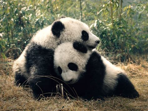 Pin By Laurenashley On Cute Overload Panda Bear Giant Panda Panda