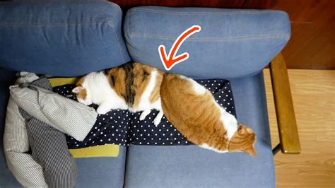 お尻をくっつけて寝る猫！ Youtube