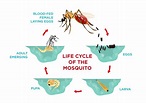 Mosquito Identification, Life Cycle & Anatomy - Types of Mosquitoes