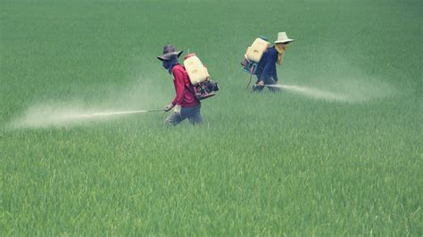 Dramatic Rise In Global Pesticide Poisonings Revealed Pesticide