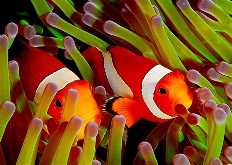5 Fascinating Facts About Clownfish How It Works