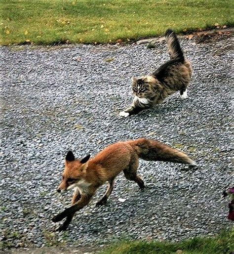 Norwegian Forest Cat Chasing Fox Fluffy Cat Walking Related Keywords