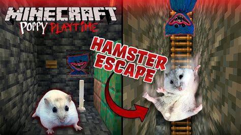 Hamster Escapes From The Minecraft Poppy Playtime Prison Maze Youtube