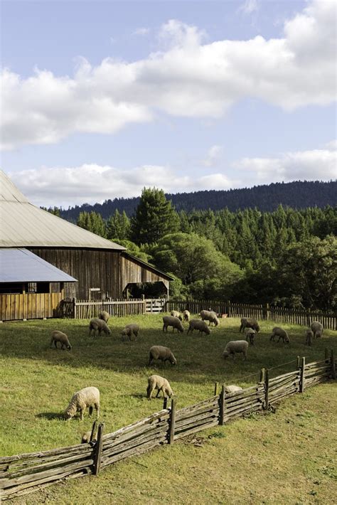 Sheep Ranch A Sheep Paradise Lance Kuehne Flickr