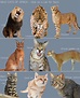 Cat Breeds In Africa - Pets Lovers