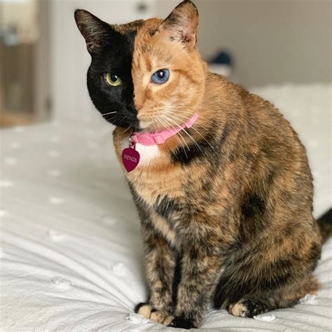 Venus The Two Faced Cat Will Warm Your Heart Our Funny Little Site