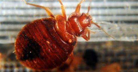 paris freaks out over bed bugs during rugby world cup