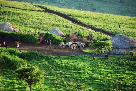 Tanzania Massai Village Africa Stock Image Image Of Wild Countryside 108246711