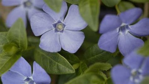 Periwinkle Types Garden Guides