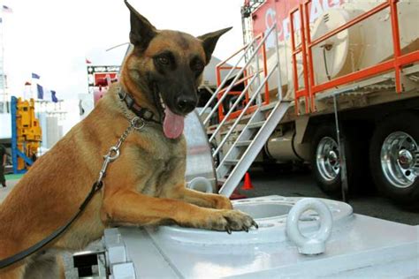 Drug Sniffing Dogs Narcotics Detection K9 Canine Detection Services