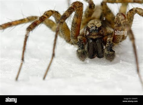 Male Grass Spider Up Close Showing Eyes And Pedipalps Stock Photo Alamy