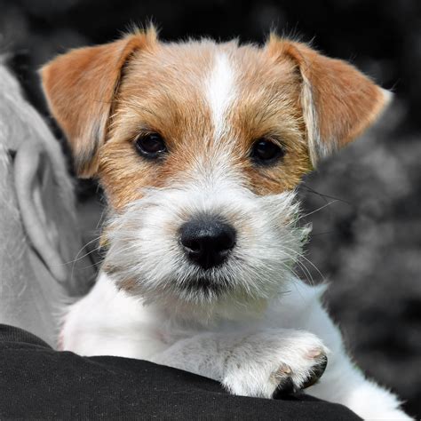 kennel Mon Château - Home