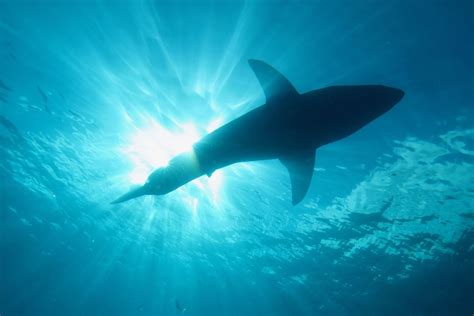 Sharks That Can Walk Exist And Scientists Discovered New Species Of Them Near Australia