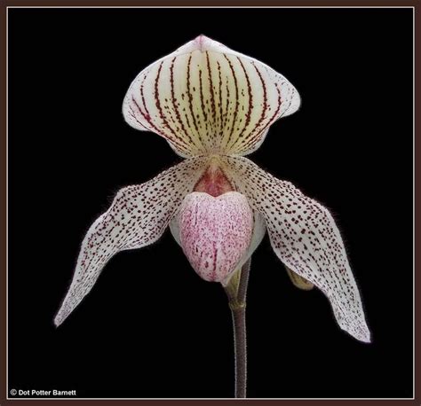 Paph Vanguard X Niveum Slippertalk Orchid Forum The Best Slipper