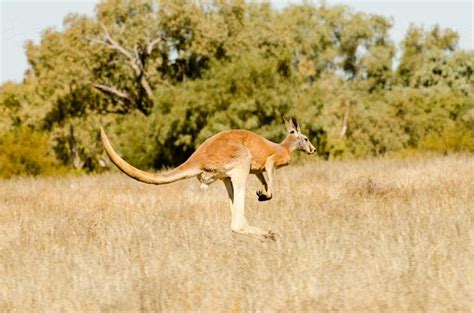 Image Of Large Male Red Kangaroo Hopping Austockphoto