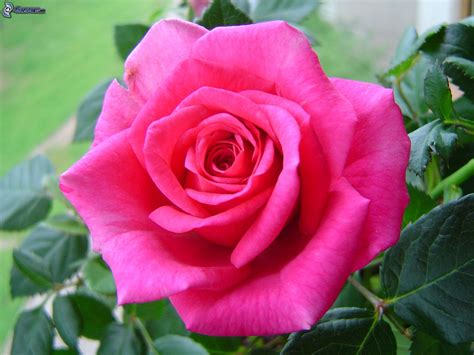 Rosas De Color Rosa