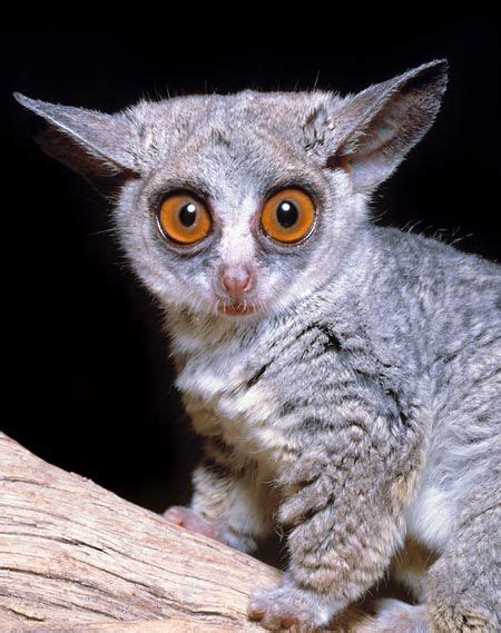 Senegal Bushbaby | Animales extraños, Fotos de animales, Mamíferos