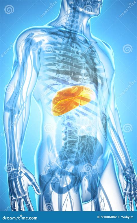 3d Illustration Of Liver Stock Illustration Illustration Of Medicine