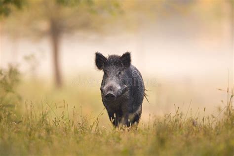 Wild Boar In Forest In Fog Stock Image Image Of Natural 112760079