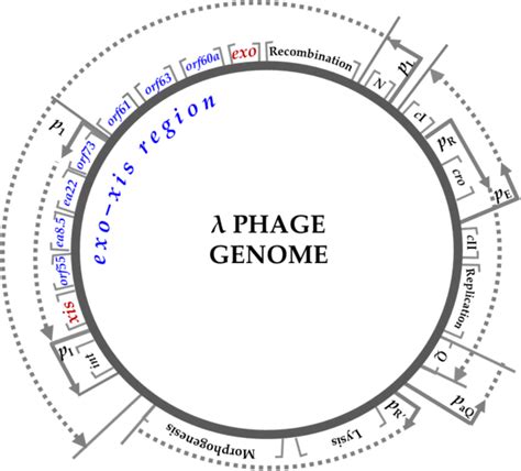 Circular Genome Map Of Phage Highlighting Phage Genes And Promoters Sexiz Pix