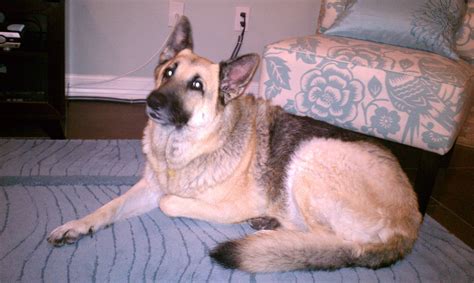 My Beautiful Lexi The Day Before God Needed Her Back German Shepherd