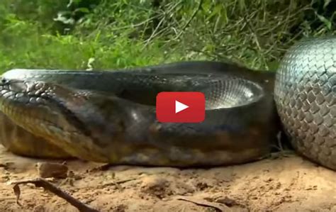 Biggest Python Snake Giant Anaconda Worlds Biggest Snake Found In