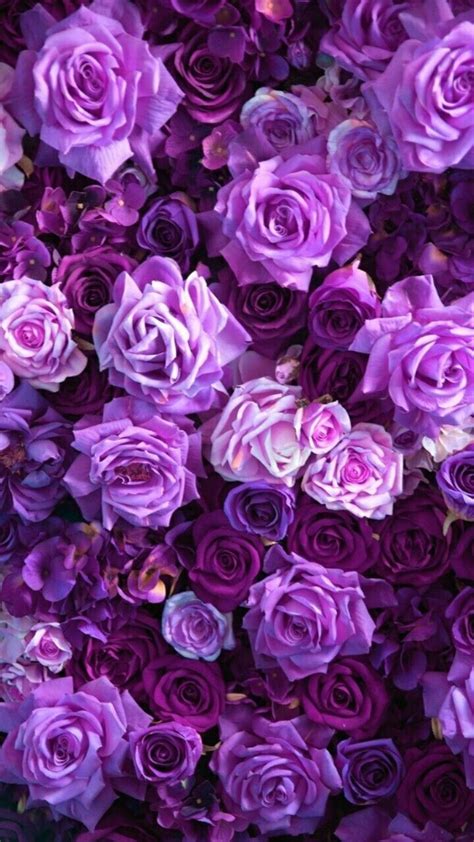 Details Of Purple Rose Aesthetic Wallpapers On Wallpaperdog