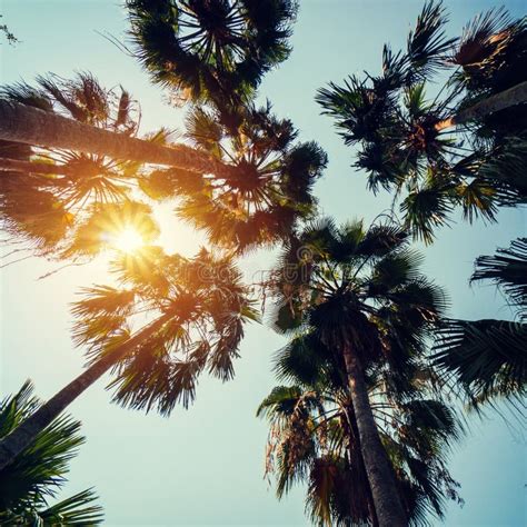 Coconut Palm Trees At Tropical Coast With Vintage Toned And Film Stock