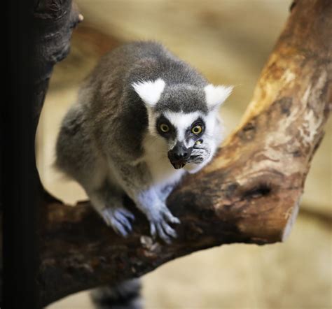 Many Madagascar Species Near Extinction Potter Park Zoo