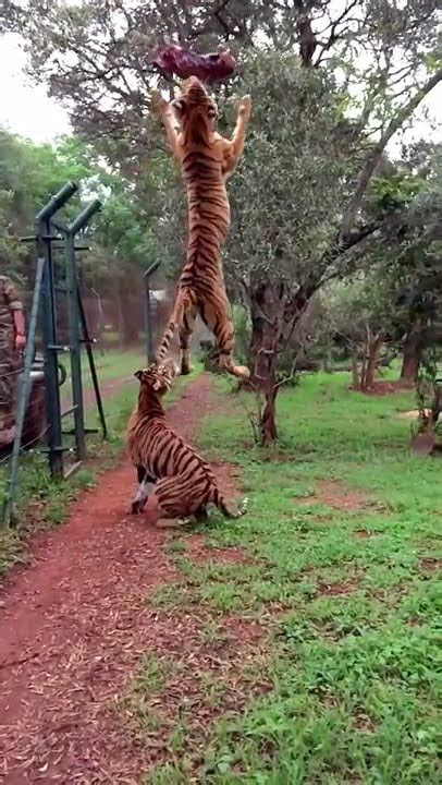 Video Tiger Jumps High To Catch Meat Caught On Slow Motion Iphone