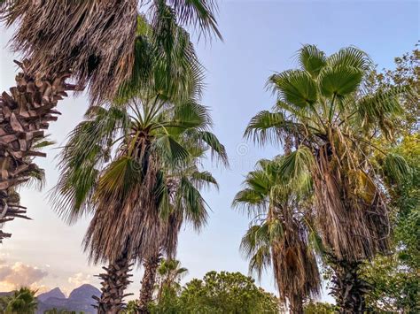Exotic Trees In A Hot Tropical Country Palm Trees With Green Large