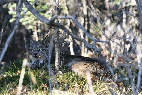 Lynx Spotted In Denali Alaska In Late Fall Photo Credit Lynda Kreps