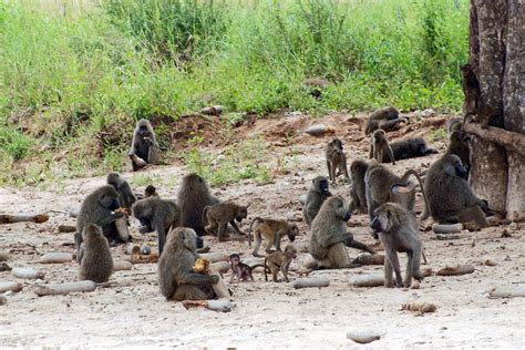 Best Time To See Baboon Troops In Tanzania 2024 When To See Roveme