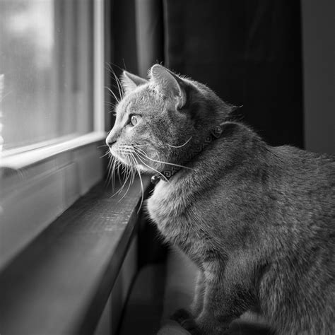 Pets of Joplin profile — The Joplin Toad