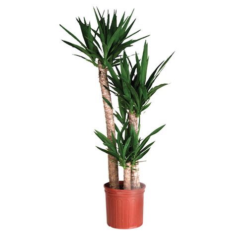 Notice, however, that i said survive, not thrive. COSTA NURSERY Plant - Yucca Cane Shrub YU9B-LOOSE | RONA