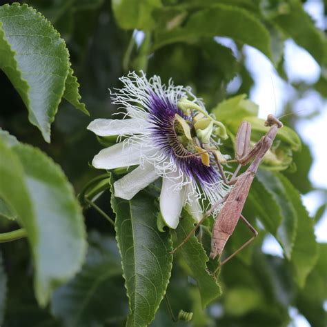 Praying Mantis On Passionfruit Flower Thriftyfun
