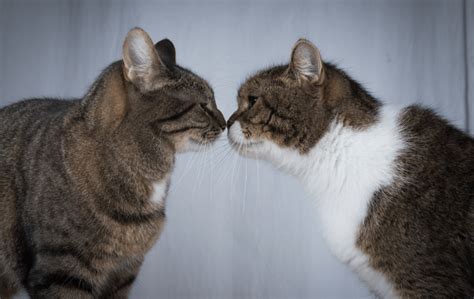 How To Introduce Two Cats Safe And Easy Strategies
